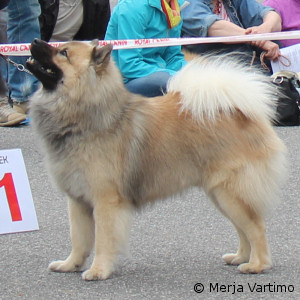 Ares vom Federbach Ares vom Federbach