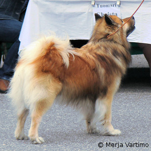 ROP-veteraani Monty von der kleinen Blaike ROP-veteraani Monty von der kleinen Blaike