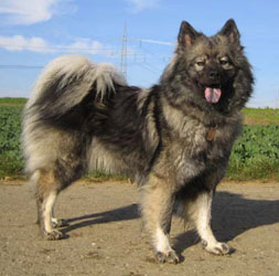 Harmaa