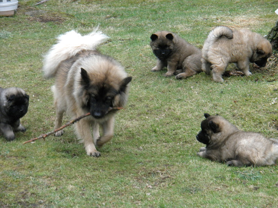 Elfie-Askhann Du Val De L'Oeuille & Belleur A-pentue Elfie-Askhann Du Val De L'Oeuille & Belleur A-pentue