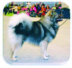 Vuoden 2018 erikoisnäyttely