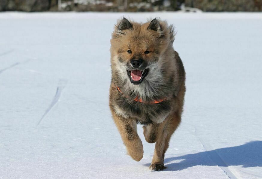 Siirry kuvagalleriaan