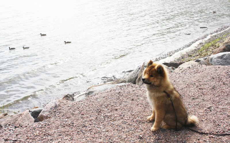 Siirry kuvagalleriaan