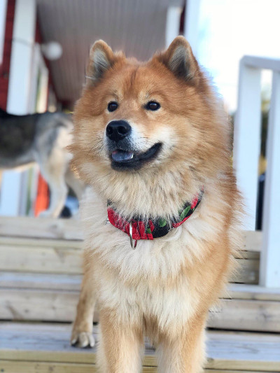 Siirry kuvagalleriaan