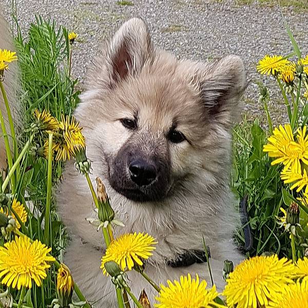 Siirry kuvagalleriaan