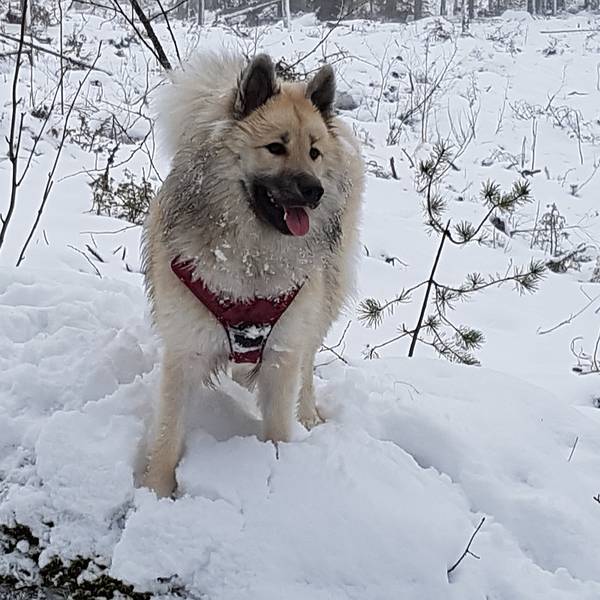 Siirry kuvagalleriaan