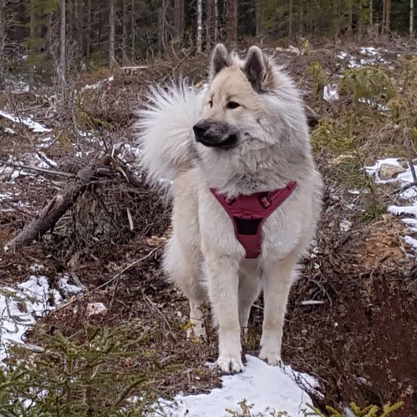 Siirry kuvagalleriaan