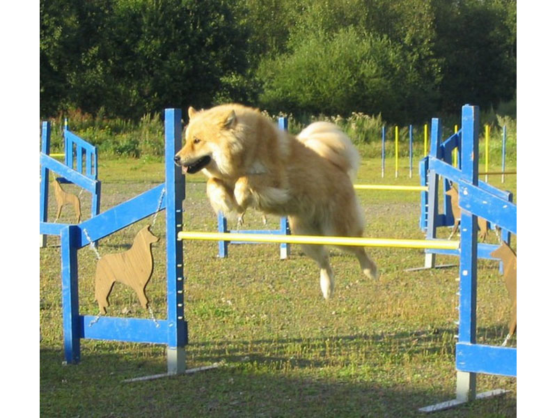 Siirry kuvagalleriaan