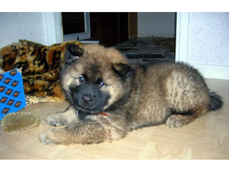 Siirry kuvagalleriaan