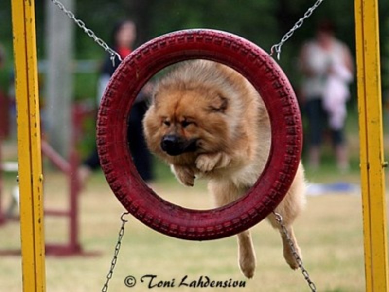 Siirry kuvagalleriaan