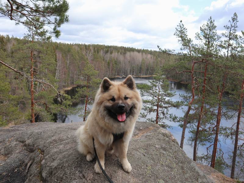 Siirry kuvagalleriaan