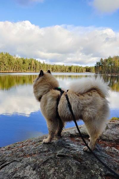 Siirry kuvagalleriaan