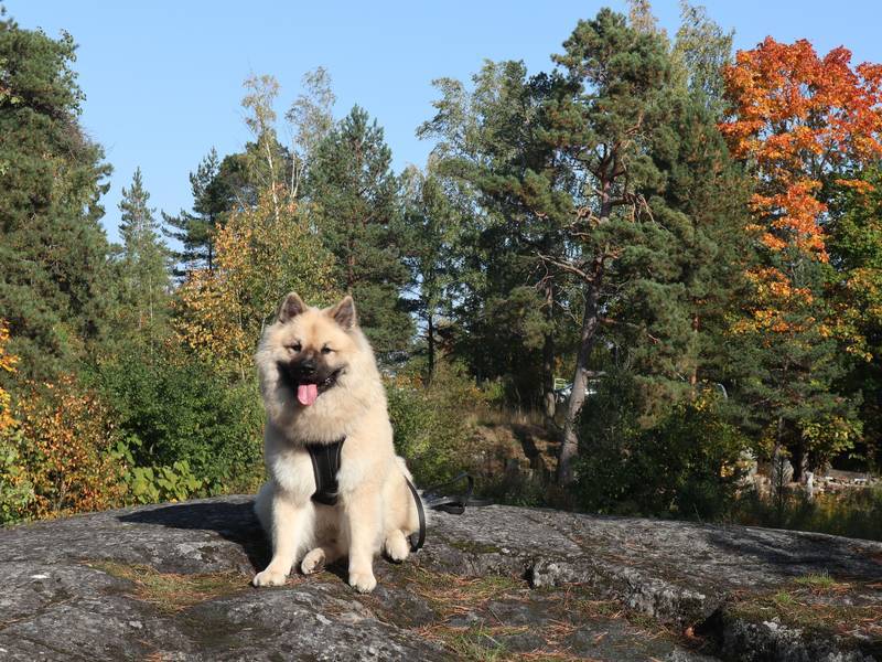 Siirry kuvagalleriaan