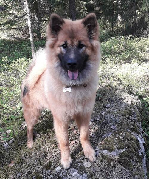 Siirry kuvagalleriaan