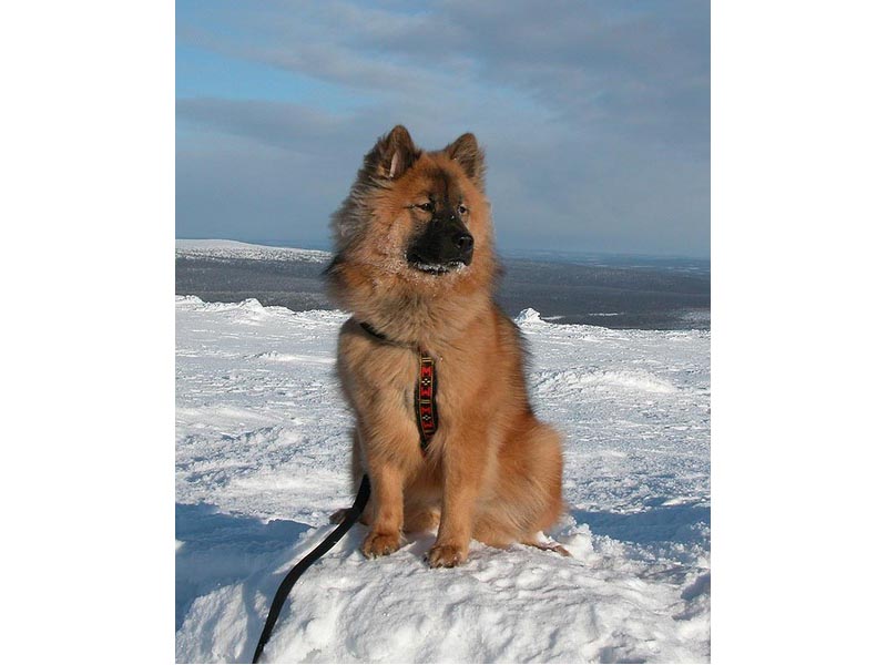 Siirry kuvagalleriaan