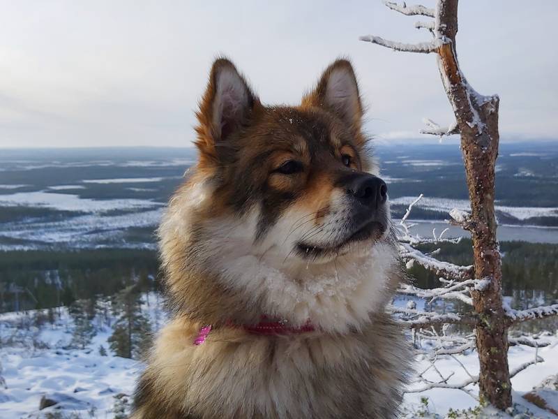 Siirry kuvagalleriaan