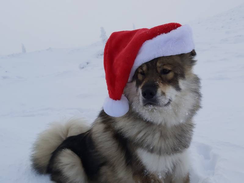 Siirry kuvagalleriaan