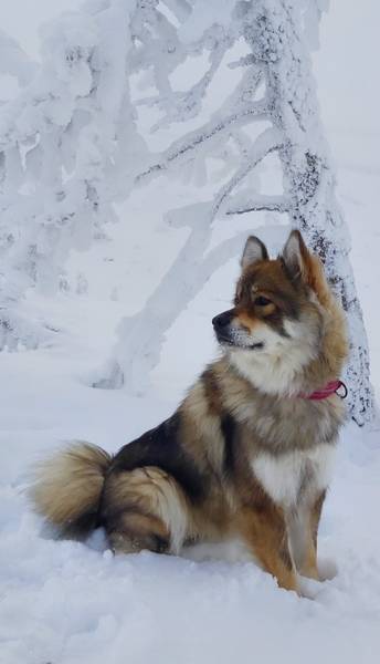 Siirry kuvagalleriaan