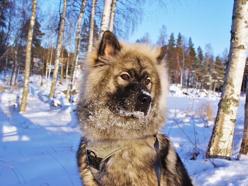 Siirry kuvagalleriaan