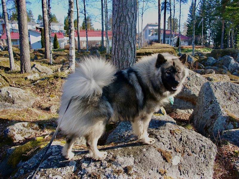 Siirry kuvagalleriaan