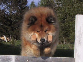 Haukkuneuvos Jasperi Haukkuneuvos Jasperi