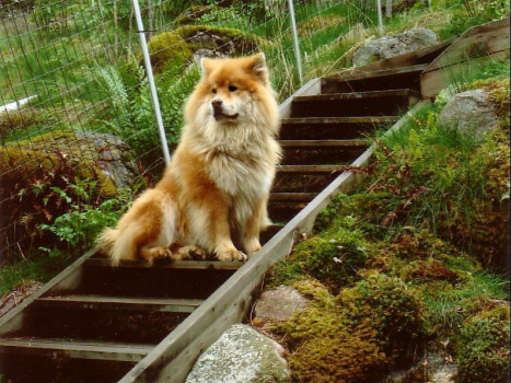 Kristallikuun Onni Kristallikuun Onni