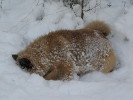 Joulukuun 2016 kuva: Asta Vom Wolfsland