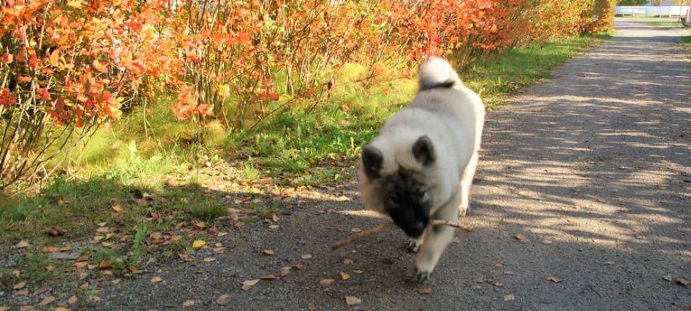 Lokakuun kuva: Sonza's Charming Gentleman