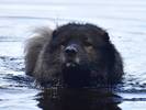 Heinäkuun 2026 kuva: Dhunga Noitien Nemesis