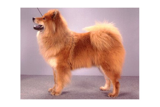 Näyttely Eurasier 2001: Blue Creek's Iwona Imacolada