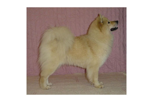 Näyttely Eurasier 2004: Eucham's Holly