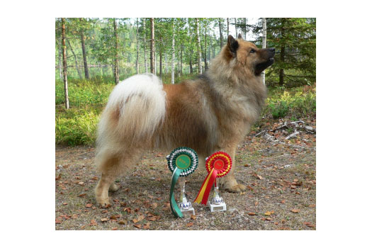 Näyttely Eurasier 2006: Eucham's Huckleberry