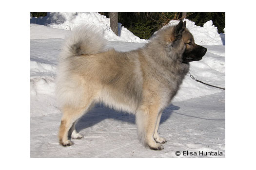 Näyttely Eurasier 2010: Milaika's Fenno Farouk