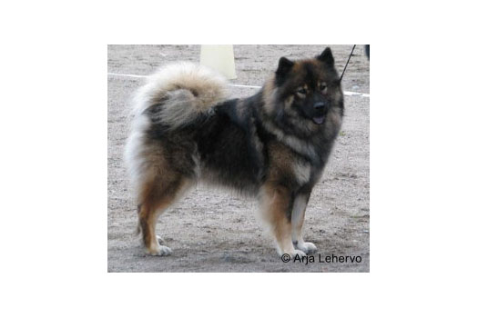 Näyttely Eurasier 2012: Karhunpesän Suhina Sidi