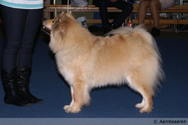 VSP, CACIB, HV-10: Essente Grizabella Gia