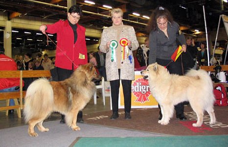 VSP, CACIB, V-04: JV-03 V-03 Eucham's Huckleberry & ROP, CACIB, V-04: FIN MVA Eucham's Holly
