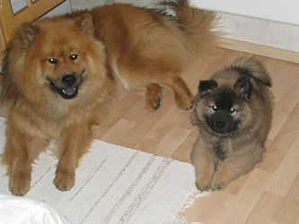 Asta von Wolfsland