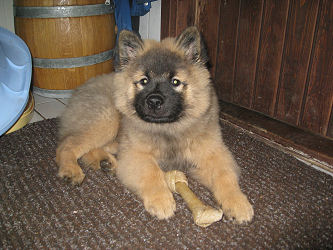 Asta von Wolfsland