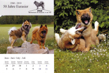 Eurasier kalenteri 2010