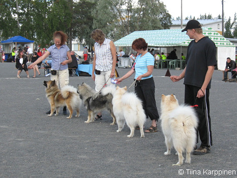 Kennel Lumikedon