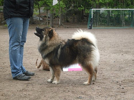 Karhunpesän Suhina Sidi