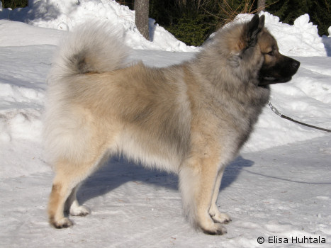 Milaika's Fenno Farouk