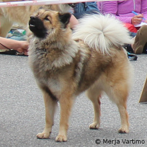 ROP-juniori Blueberry Kiss Barcelonnette