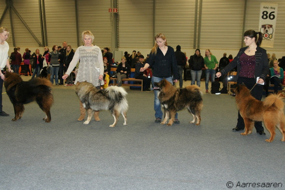 ROP-kasvattaja: Kennel Invidus