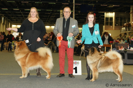 ROP, CACIB, PMV-13: Sund Stamm's Handmade Hazard & VSP, CACIB, PMV-13: Feuerblick Renate