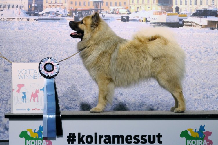 KarhunpesÃ¤n Jymy Jesse
